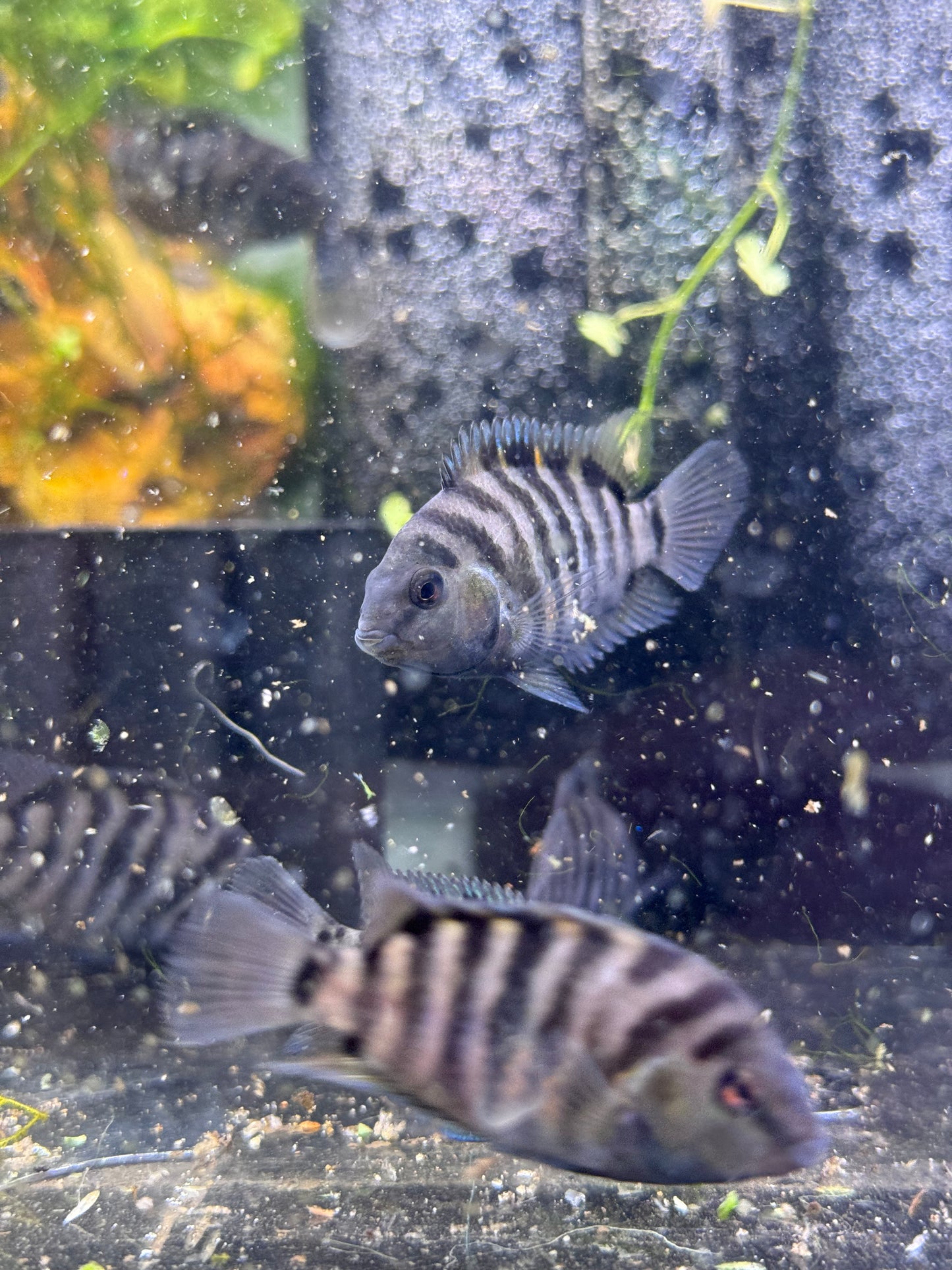 Convict Cichlids