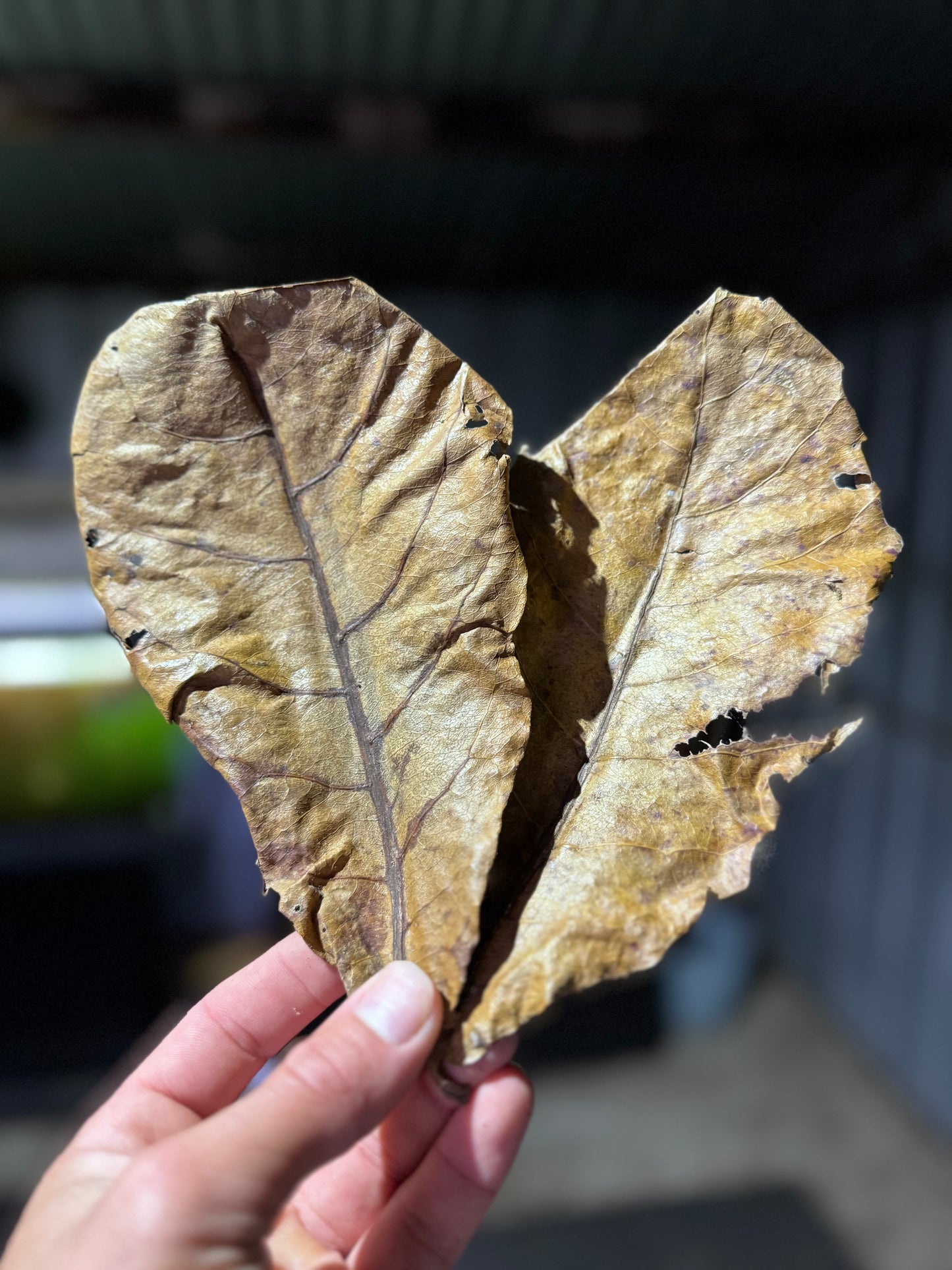 Indian Almond Leaf