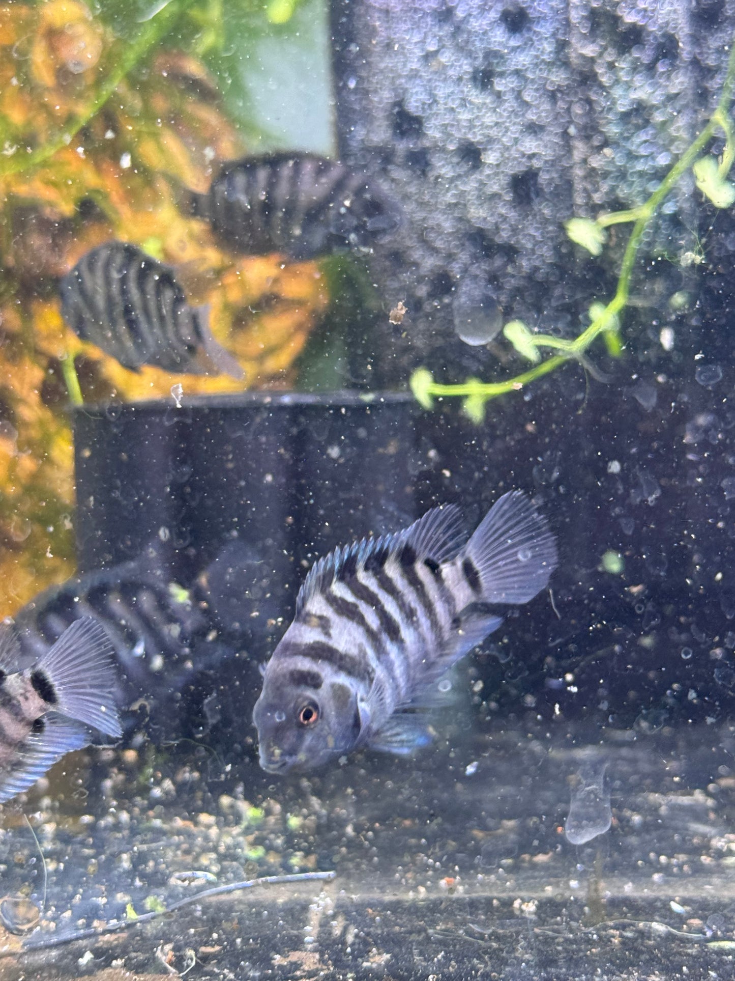 Convict Cichlids