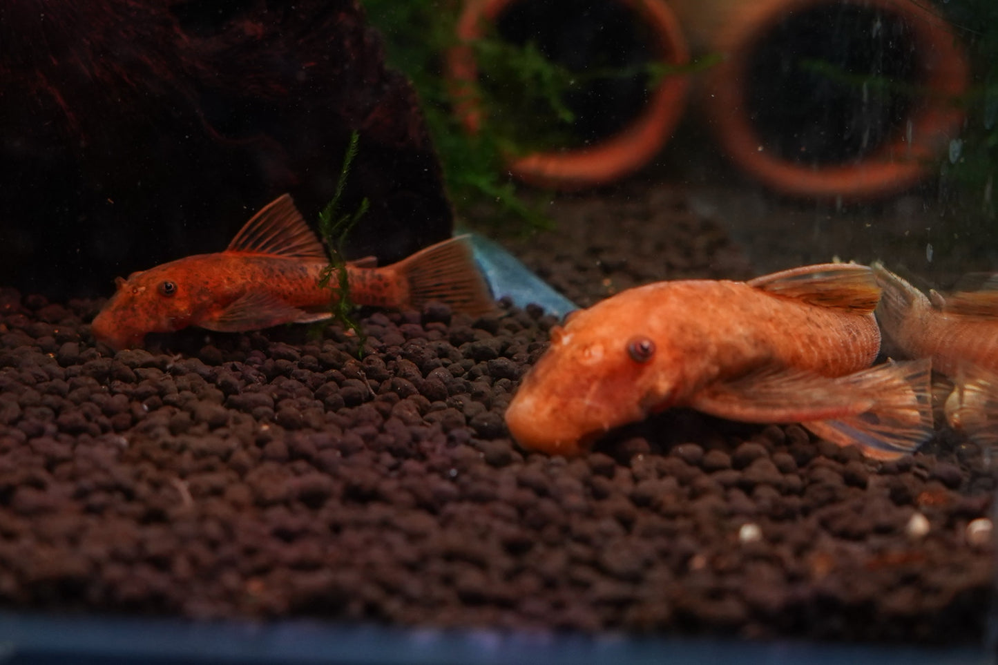 Super Red Bristlenose Catfish