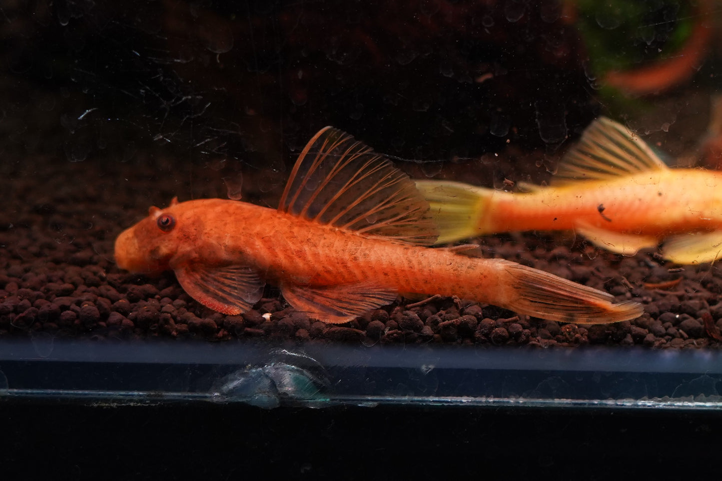 Super Red Bristlenose Catfish