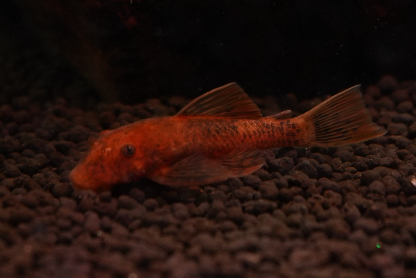 Super Red Bristlenose Catfish