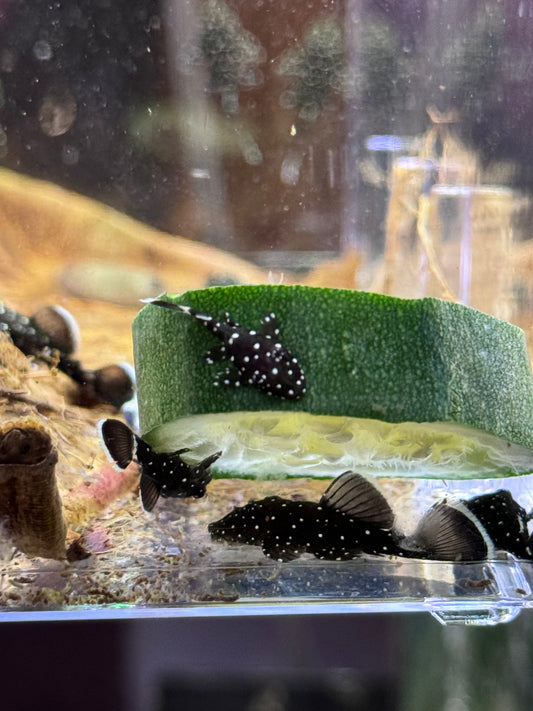 Peppermint Bristlenose