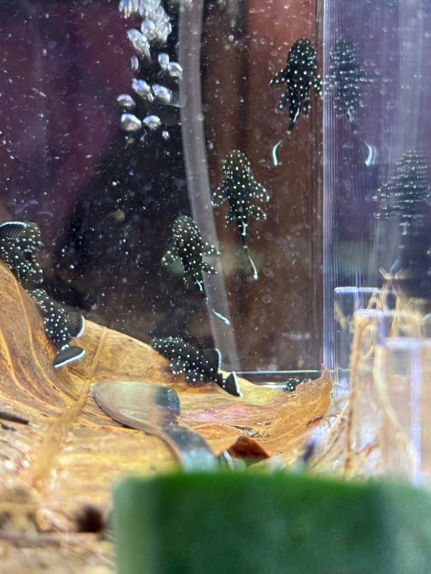 Peppermint Bristlenose