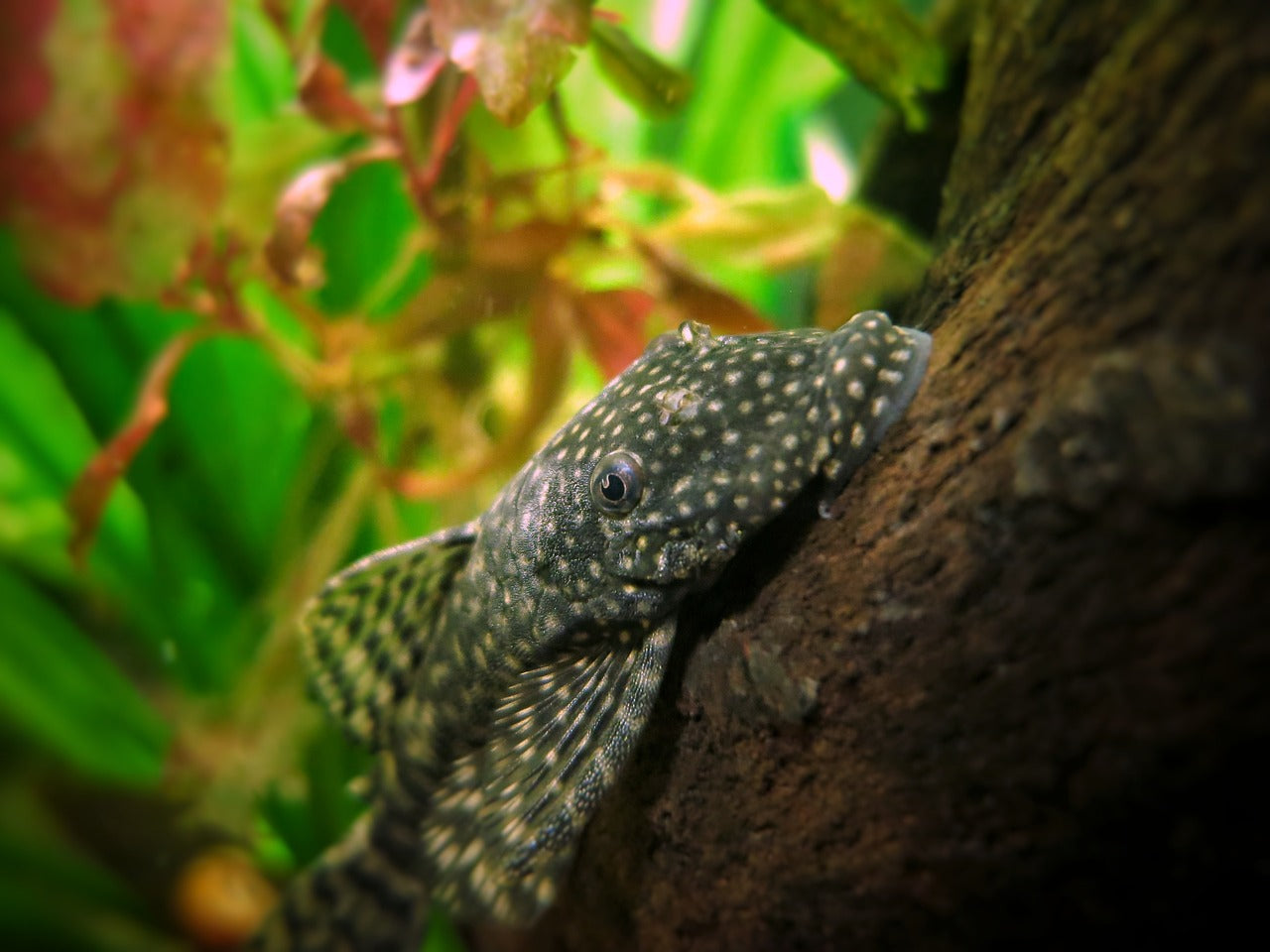 Bristlenose Pleco - Beginner Fish Breeding